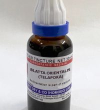 Blatta Orientalis (Telapoka)